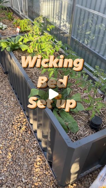 Michael - Veggie Garden Specialist on Instagram: "Wicking beds are a great option for growing fruit and veg. They allow the plants to draw up water from a reservoir in the bottom of the beds as they need it.  @water_ups offer a whole range of beds from raised planters to individual pots.  You can grab some just in time for spring from their website. Use my code michael10 and you’ll score 10% off. How good!! 🙌🏽  *Does not include their Artesian range." Outdoor Raised Garden Ideas, Self Watering Raised Garden Beds, Plants To Draw, Watering Raised Garden Beds, Wicking Garden Bed, Cloud House, Raised Planters, Garden Bed Ideas, Self Watering Plants