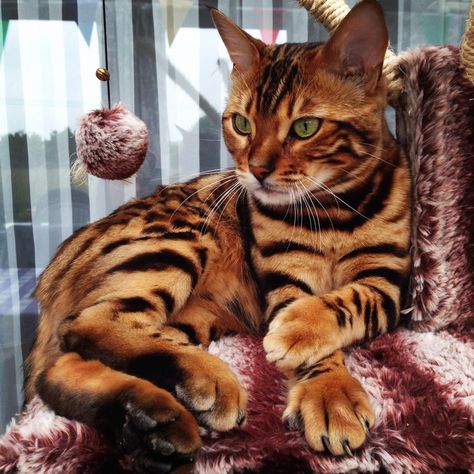 Gato Bengali, Bengal Cat Kitten, Toyger Cat, Domestic Cat Breeds, Tiger Cat, Spotted Cat, Bengal Kitten, Bengal Cats, Exotic Cats