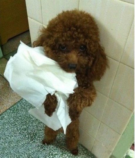 6 Problems Only Poodle Owners Will Understand Poddle, Poodle Cuts, Red Poodles, Poodle Grooming, Aggressive Dog, Poodle Mix, Poodle Puppy, Toy Poodle, Poodle Dog