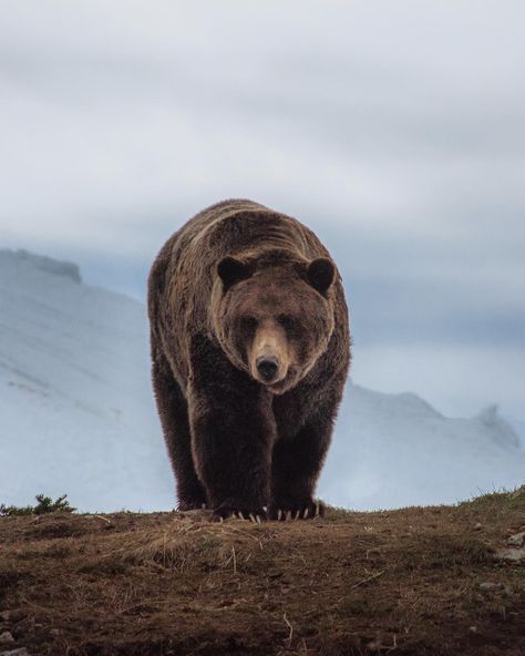 “Don’t treat animals as animals. Treat them as living beings. That’s what they are.” Repost from @ne_meic #bear #wildanimals #wildlife #earth #earthday #big #grizzly #Canada #magazine #background #photography #temmalda #travel Animal Inspiration, Antler Art, Brown Bears, Kingdom Animalia, Art Study, Bear Pictures, We Bear, Majestic Animals, Love Bear