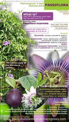 Passiflora or passion flower benefits Passion Flower Benefits, Coconut Health Benefits, Healing Plants, Healing Herbs, Passion Flower, Planting Herbs, Medicinal Herbs, Medicinal Plants, Natural Medicine