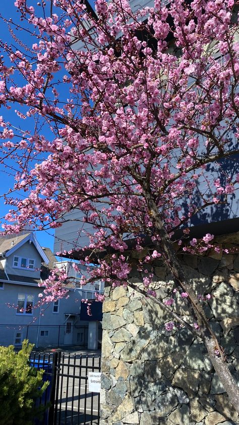 Cherry Blossom Vancouver, Vancouver Spring, Writing Aesthetic, Trees Landscape, Cherry Trees, Aesthetic Background, Cherry Blossoms, Aesthetic Backgrounds, Floral Wallpaper