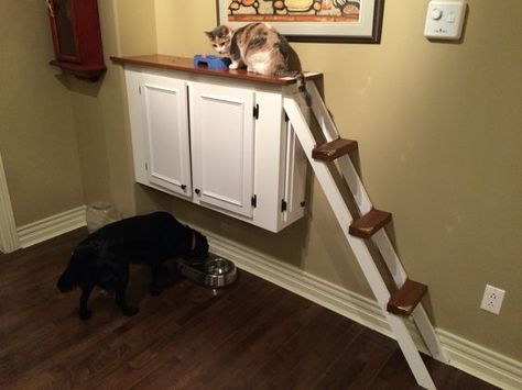 Cat ledge that I built to keep the dogs from eating their food and to prevent the cats from walking on our counter: Cat Feeding Station Dog Proof, Cat Food Station, Dog Food Station, Cat Feeding Station, Pet Station, Pet Feeding Station, Cat Towers, Cat Allergies, Cat Playground