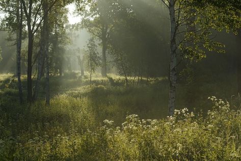 Open Meadow Aesthetic, Horizontal Photos, Damien Chazelle, All The Bright Places, Fotografi Digital, Music On Spotify, Nature Aesthetic, Pretty Places, Green Aesthetic