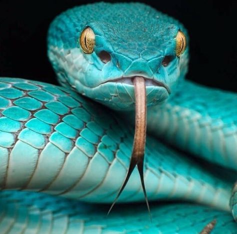 Serpiente Blue Snake Wallpaper, Snake Wallpaper, Pit Viper, Blue Snake, Cobra Snake, Beautiful Snakes, Reptile Snakes, Rare Animals, Wildlife Photos