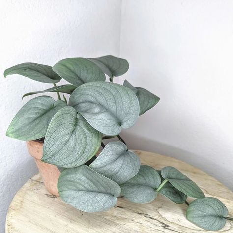 Silver Hero Scindapsus, Scindapsus Silver Hero, Scindapsus Platinum, Silver Plant, Houseplants Low Light, Plant Goals, Container Garden Design, Nosara, Out Of Space