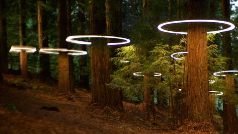 Form the Netflix series Devs Forest Light, Redwood Tree, Silicon Valley, Tree Lighting, Land Art, Landscape Lighting, Architectural Digest, Public Art, Garden Lighting