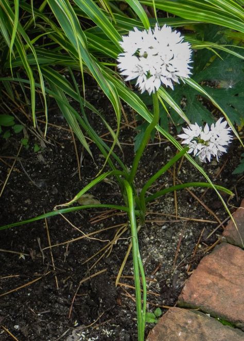 Allium amplectens 'Graceful Beauty' | Chicago Botanic Garden Allium Graceful Beauty, Exhibition Models, Morning Music, Music Flower, Chicago Botanic Garden, Plant Information, Garden Help, Learning Science, Botanic Garden