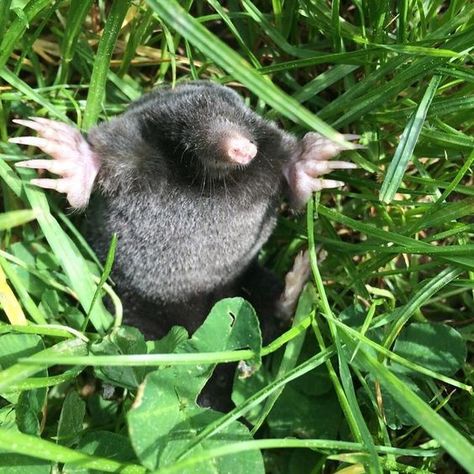 Monty Mole, Baby Mole, Honest Reaction, Incredible Creatures, Unusual Animals, Pinch Pots, Rare Animals, Favorite Animals, Little Critter