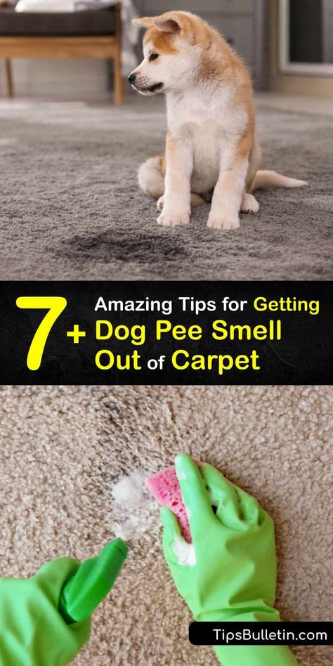 Natural Dog Pee Cleaner, Cleaning Pet Urine From Carpet, Natural Dog Pee Repellent, Steam Cleaner Solution Diy Pet Urine, Pet Stain Carpet Cleaning Solution, Get Pet Urine Smell Out Of Carpet, Diy Pet Stain And Odor Remover, How To Clean Dog Urine From Carpet, How To Take Dog Pee Smell Out Of Carpet