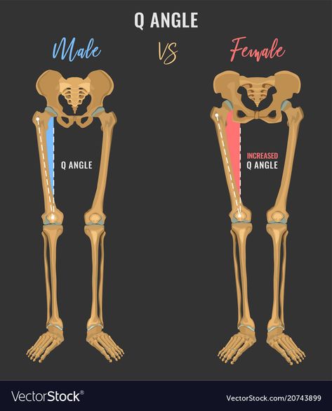 Male Vs Female Anatomy, Male Skeleton, Female Skeleton, Male Vs Female, Dark Grey Background, Female Anatomy, Educational Worksheets, Anatomy Drawing, Woman Drawing