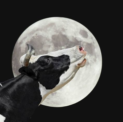 Cow And Moon, Moon Pictures, Pigs, Google Images, Cow, Celestial Bodies, Moon, Media, Like Button