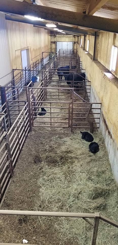 Cow Pens Ideas, Bottle Calf Pen Ideas, Cattle Working Pens Design, Show Cattle Barn Layout, Cow Barn Ideas, Ranch Cows, Cattle Barn Designs, Show Cattle Barn, Cow Shed Design