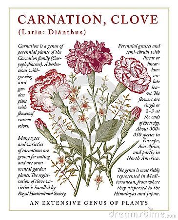 Carnation Vintage Illustration, Carnation Botanical Illustration, Carnations Drawing, Carnation Flower Aesthetic, Carnation Flower Drawing, Carnation Aesthetic, Carnation Illustration, Label Drawing, Carnation Drawing