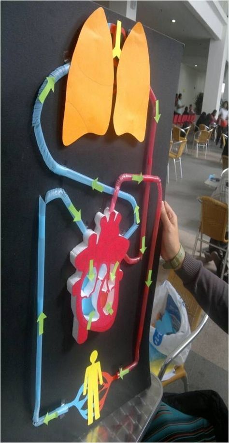 Circulatory System Projects, Body Systems Project, Human Body Projects, Human Body Activities, Biology Projects, Teaching Biology, Science Projects For Kids, Human Body Systems, Fair Projects