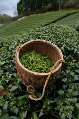 Drinking Green Tea, Tea Japanese, Remedies For Glowing Skin, Tea Farm, Back Acne, Pu Erh, Yunnan China, Tea Plant, Tea Estate