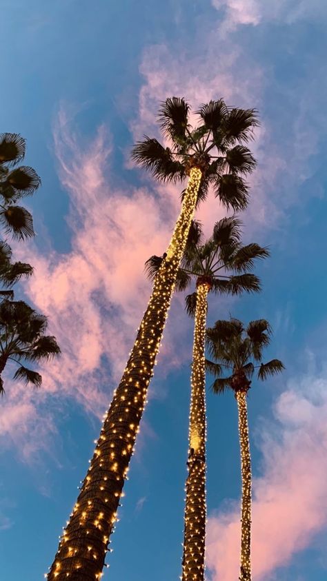 Xmas palms @connorfranta Palm Tree Christmas Lights, Christmas Palm Tree, Pee Pee, Florida Christmas, Snow Falls, Fake Snow, Florida Trip, Xmas Wallpaper, Pink Xmas