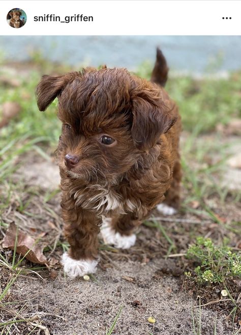 Cute chipoo puppy. Choodle chipoodle poochi cute puppy teddy bear dog Chipoo Dogs, Chipoo Puppies, Puppy Things, Teddy Bear Dog, Cutee Animals, Bear Dog, Poodle Mix, Animal Photos, Cute Puppy