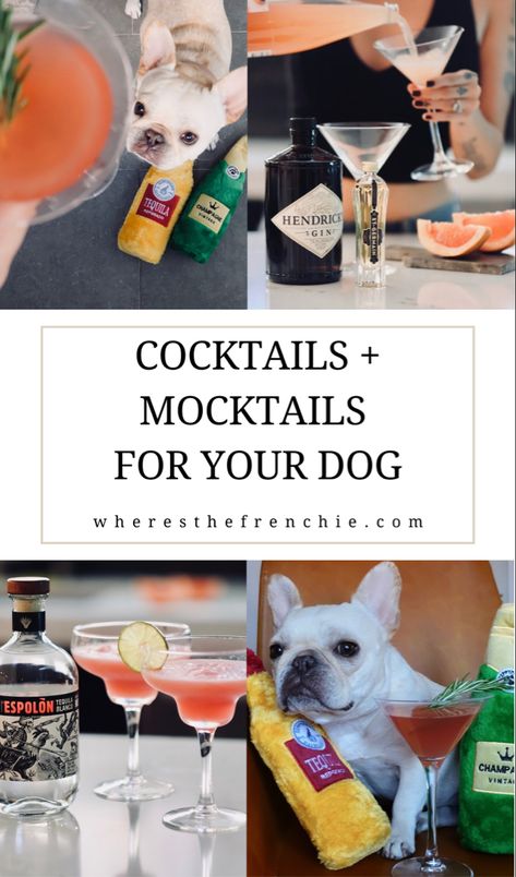 Mock tails for your dog Dog Drink Recipes, Dog Mocktails, Dog Happy Hour, Dog Cocktail, Dogs 21st Birthday, Dog Drinks, Drinks For Dogs, Dog Theme Cocktail, Dog Beer Recipe