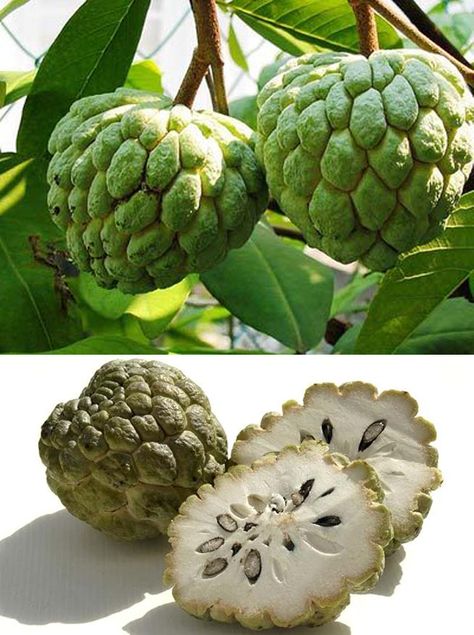 Wierd Unusual Fruits | Tecreativ  Cherimoya or Custard Apple. My favorite fruit. Unusual Fruits, Weird Fruit, Apple Custard, Custard Apple, Strange Fruit, Exotic Food, Apple Fruit, Fruit Garden, Exotic Fruit