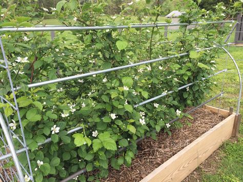 Blackberries in raised beds, trellised with conduit and hog panels Bush Garden Ideas, Blackberry Trellis, Planting Raised Garden Beds, Blackberry Plants, Blackberry Bush, Growing Blackberries, Bush Garden, Berry Garden, Berry Bushes