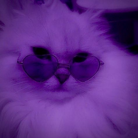 Purple Kitty Wallpaper, Profile Picture Purple Aesthetic, Luvsoft Purple, Purple Aesthetic Profile Picture, Purple Cat Wallpaper, Cat Wallpaper Ipad, Cute Purple Pfp, Purple Profile Picture, Internetcore Aesthetic