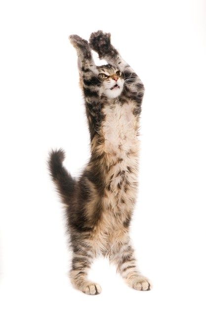 Cat Standing, Cat Stretching, Cat Stands, Big Cat, Funny Cute Cats, Big Cats, Premium Photo, Funny Cute, Location History