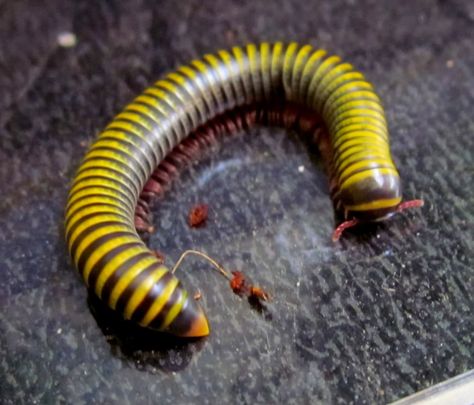 Bumblebee Millipede (Yellow-Banded Millipede) - Anadenobolus monilicornis - Native to the Caribbean, this arthropod of the family Rhinocricidae has been introduced to the southeastern United States Bumblebee Millipede, Millipedes, Creepy Animals, Centipedes, Cool Insects, Bug Collection, Beetle Bug, Live Animals, Beautiful Bugs