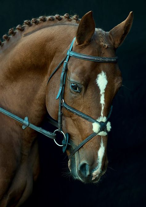 www.lacavalieremasquee.com | Noble Horses Calendar by Adriana Becichi Horse Calendar, Warmblood Horses, Grey Curly Hair, Beautiful Horse Pictures, Horse Dressage, Hunter Jumper, Horse Drawing, Horse Crazy, Equestrian Style