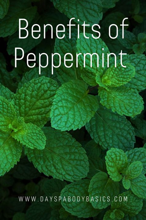 Peppermint Benefits, Benefits Of Peppermint, Pepermint Plant Benefits, Peppermint Leaf Benefits, Peppermint Plant, Peppermint Leaf, Harvesting Peppermint, Peppermint Spiritual Uses, Mint Leaves Benefits