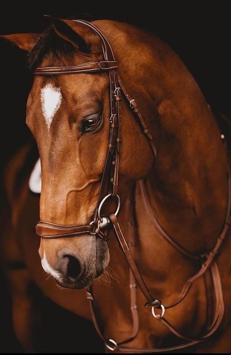 African Animals Photography, Horse Riding Quotes, Western Artwork, Horse Inspiration, Horse Aesthetic, Most Beautiful Animals, Soyut Sanat Tabloları, Brown Horse, Photoshop Art