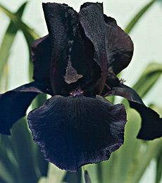 Black Plants, German Study, Goth Garden, White Flower Farm, Black Garden, Black Iris, Bearded Iris, Iris Flowers, Black Flowers