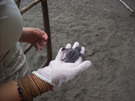 Volunteering in Costa Rica with International Volunteer HQ (IVHQ) - Turtle Conservation Costa Rica Turtle Conservation, Turtle Conservation Aesthetic, Costa Rica Volunteer, Marine Rescue, Vet Science, International Volunteer, Travel Aesthetics, Turtle Conservation, Career Vision Board