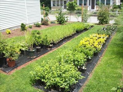 Plant Nursery Business, Backyard Nursery, Plants Backyard, Selling Plants, Plant Business, Aqua Farm, Hoop House, Growing Cut Flowers, Cold Frames