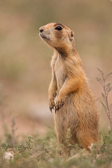 U=Utah Prairie Dog Desert Quilt, Colorado Wildlife, Prairie Dogs, Tier Tattoo, Canadian Prairies, Prairie Dog, Chainsaw Carving, Baby Squirrel, Favorite Animals