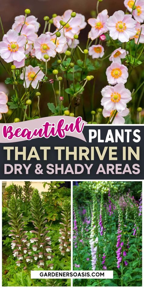 Drought Tolerant Shade Garden, Shadow Flowers Garden, Wildflowers For Shade, Shaded Cottage Garden, Dry Shade Perennials, California Shade Garden, Flowers For Shaded Areas Perennials, Shaded Wildflower Garden, Perennial Garden Ideas Shade Plants