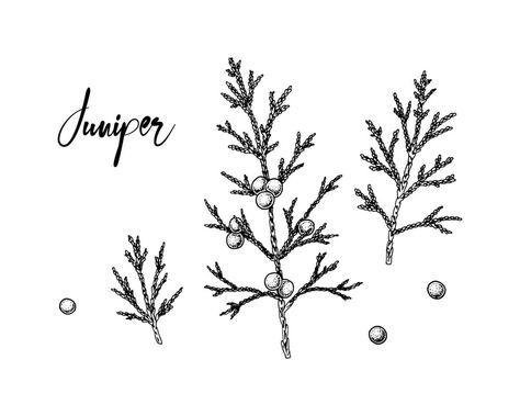 Juniper Berries Illustration, Juniper Branch Tattoo, Juniper Illustration, Evergreen Logo, Juniper Branch, Sketch Style, Pop Up Camper, Brand Kit, Feminine Tattoos