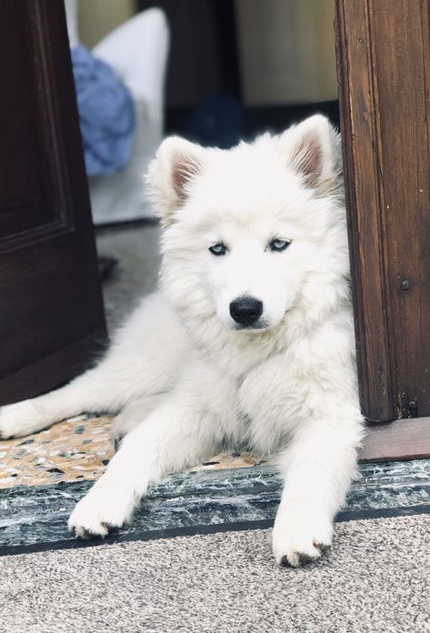 Full Grown Pomsky, White Pomsky, Pomsky Dog, Pomsky Puppies For Sale, White Husky Puppy Blue Eyes, Husky With Blue Eyes, All White Husky Blue Eyes, Blue Eyes, Husky