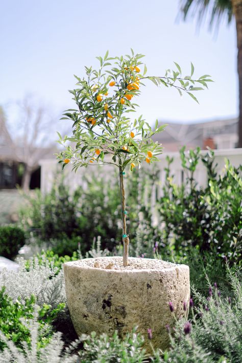 Lemon Tree In Pot Patio, Citrus Garden Design, Potted Citrus Trees, Citrus Trees Landscape, Potted Kumquat Tree, Desert Plants Landscaping, Coastal Backyard, Garden Landscaping Backyard, Privacy Gate