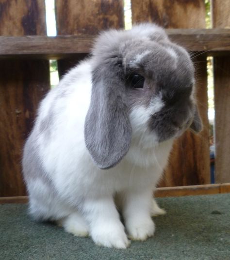 Bunny Things, Mini Lop Bunnies, Lop Bunnies, Lop Rabbit, Grey Rabbit, White Bunnies, Beautiful Rabbit, Mini Lop, Grey Bunny