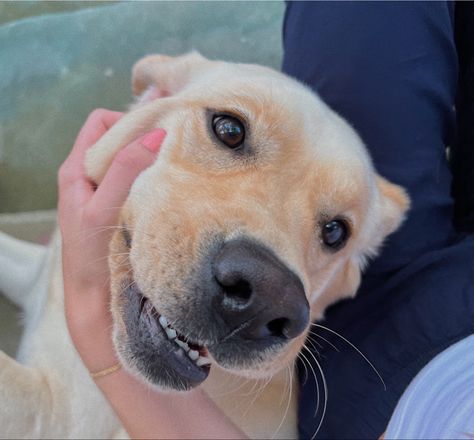 Yellow Labrador Retriever Aesthetic, Yellow Lab Aesthetic, Cute Labrador Puppies, East Coast Aesthetic, English Labrador, Yellow Lab Puppies, Golden Labs, Yellow Labrador Retriever, Yellow Labrador