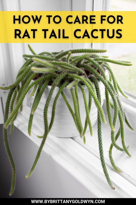 Mouse Tail Cactus, Trailing Cactus, Cactus Plants Indoor, Barbed Wire Cactus, Monkey Tail Cactus, Zodiac Flowers, Cactus Species, Hanging Cactus, Types Of Cactus Plants