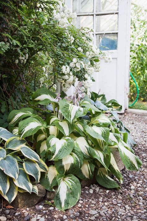 shade perennial hostas backyard garden Best Perennials For Shade, Best Plants For Shade, Purple Flowering Plants, Ground Orchids, Shade Loving Perennials, Shade Shrubs, Shade Garden Plants, Hosta Plants, Best Perennials