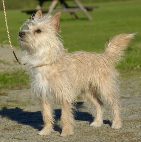 Portuguese Podengo Pequeno, Portuguese Podengo, Disabled Dog, Crazy Dog Lady, Animal References, Boring Life, Dog Lady, Animal Cookies, American Kennel Club