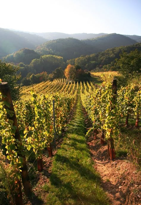 House With Vineyard, Vineyard Astethic, California Vineyard Aesthetic, South Of France Vineyards, French Vineyard Aesthetic, Medieval Vineyard, Vineyards Aesthetic, Greek Vineyard, Mediterranean Vineyard