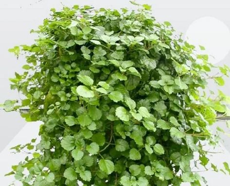 Whorled Plectranthus (Swedish Ivy) Indoor Care & Propagation Guide Swedish Ivy Plant, Swedish Ivy Houseplant, Ivy Indoor, Ivy Houseplant, Swedish Ivy, Ivy Plant, Ivy Plants, Plants For Hanging Baskets, White Flies