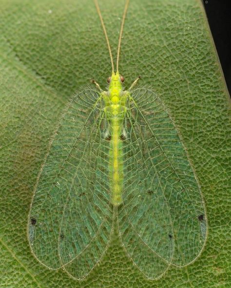 Speckled forest lacewing. Photo: Lawrence Hylton. Lacewings, Dragon Cookies, Bug Collection, Cool Bugs, Beautiful Bugs, Creepy Crawlies, Arthropods, Fantasy Monster, Arachnids