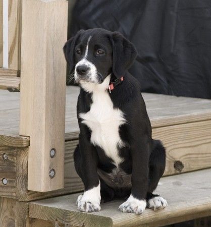 21 Labradors Mixed With Border Collie - The Paws Puppies Names, Border Collie Lab Mix, Lab Mix Puppies, White Labrador, Labrador Mix, Border Collie Puppies, Collie Puppies, Collie Mix, Lab Dogs