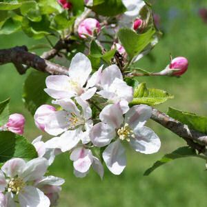 MI state flower - Apple Blossom Michigan State Flower, Apple Blossom Flower, Lilac Tree, Michigan Travel, Pure Michigan, Western Wedding, Plant Species, Apple Blossom, Apple Tree