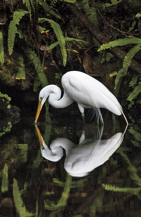 Great White Egret, Heron Art, Great Egret, Southern Art, White Egret, Wildlife Photographer, Natural Flowers, White Bird, Tropical Birds